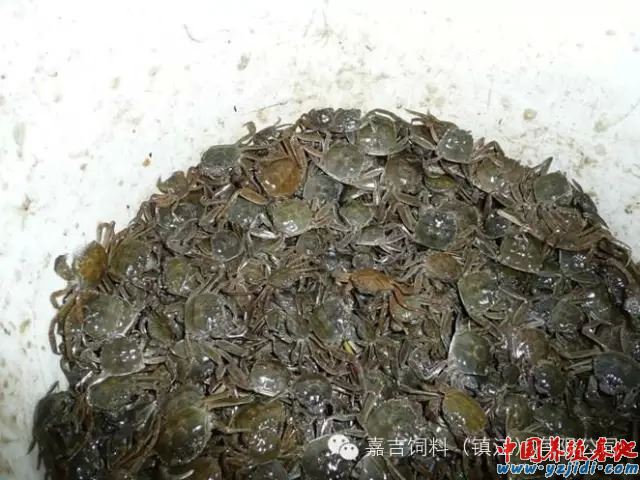 中國養殖基地 yzjidi.com