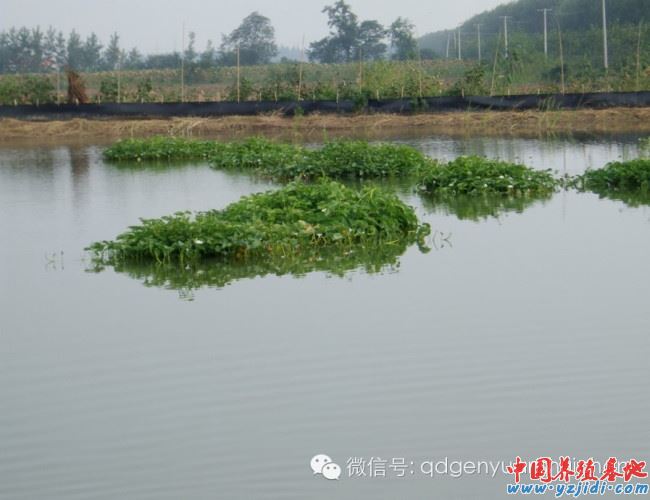 中國養殖基地 yzjidi.com