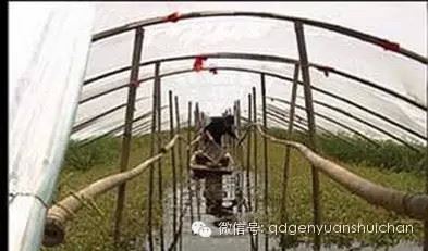 中國養殖基地 yzjidi.com