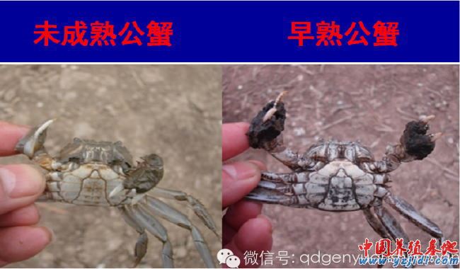 中國養殖基地 yzjidi.com