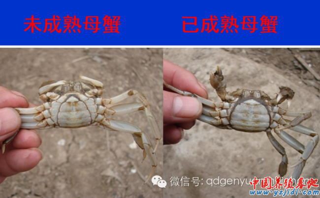 中國養殖基地 yzjidi.com