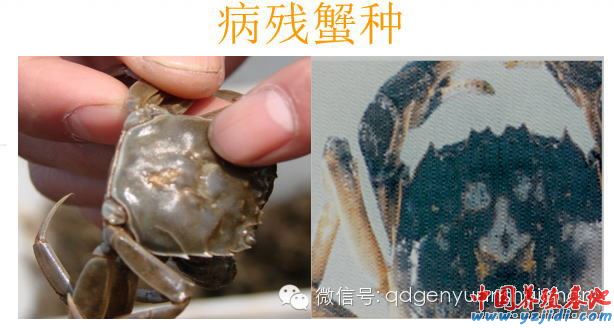 中國養殖基地 yzjidi.com