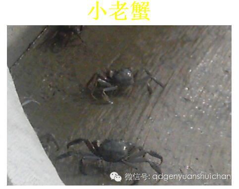 中國養殖基地 yzjidi.com