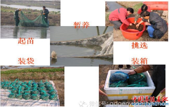 中國養殖基地 yzjidi.com