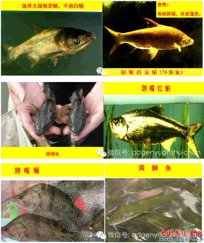 中國養殖基地 yzjidi.com