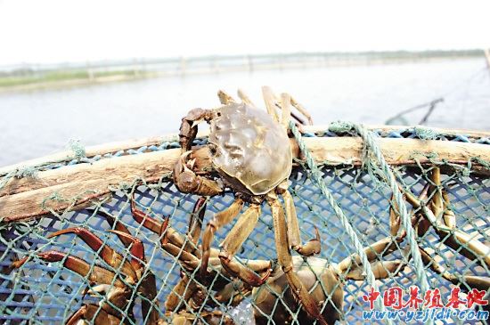 中國養殖基地 yzjidi.com