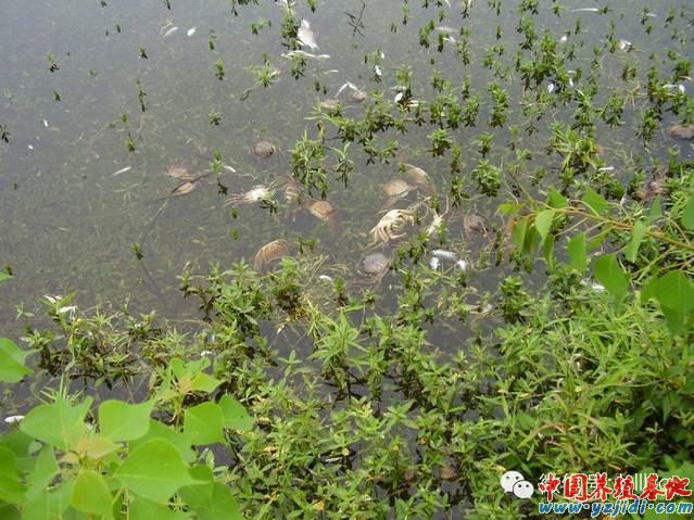 中國養殖基地 yzjidi.com