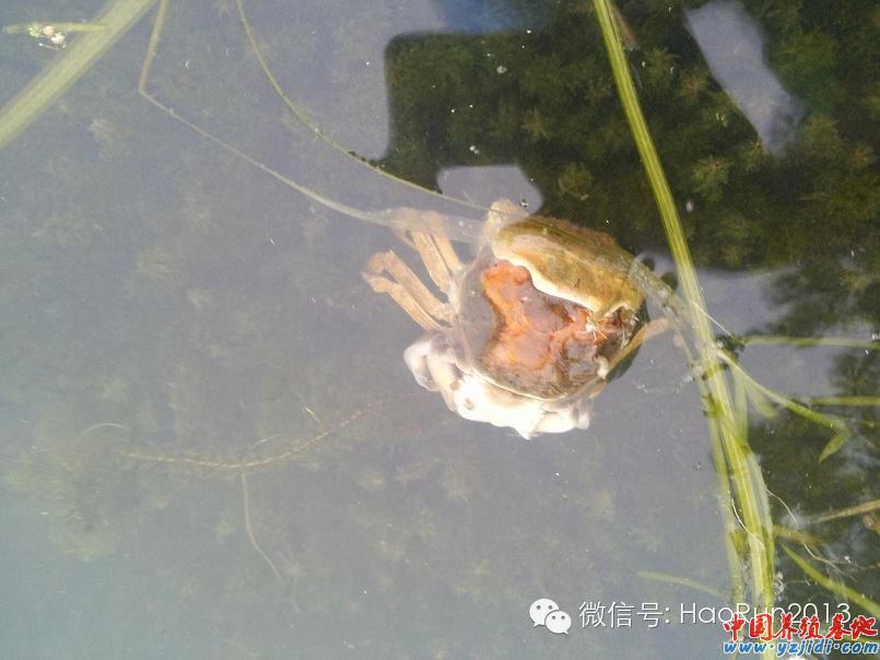 中國養殖基地 yzjidi.com