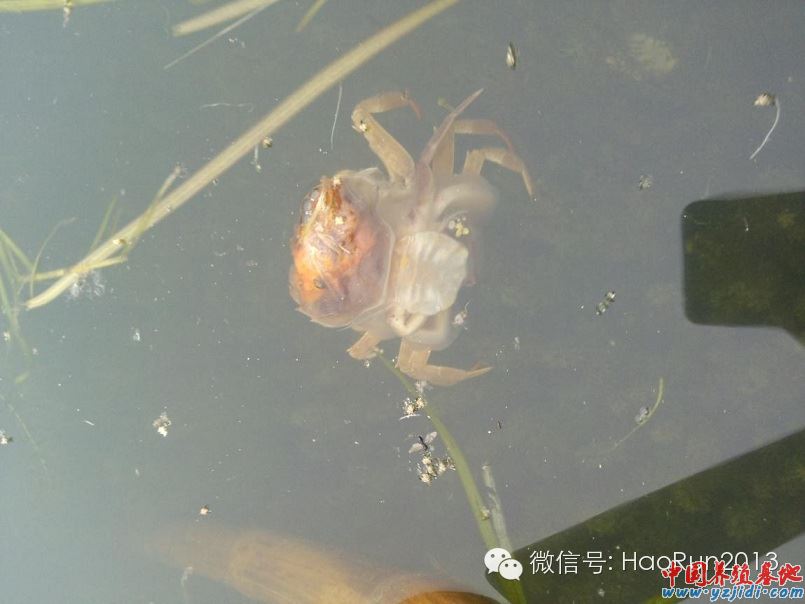 中國養殖基地 yzjidi.com
